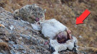 LEOPARDO DAS NEVES, O INCRÍVEL PREDADOR DAS MONTANHAS.