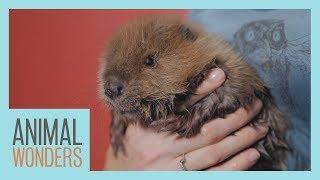 Baby Beaver!