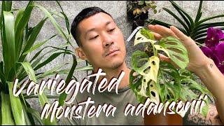 Monstera adansonii variegata care and propagation (with updates)