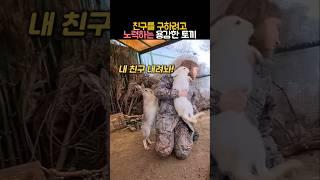 친구를 구하려고 노력하는 용감한 토끼 #동물 #토끼