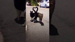 2 cats making a heart 