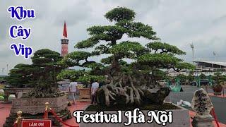 TL festival Hà Nội [VD 02] tiếp theo khu vực trưng bày nhiều cây vip