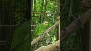 Red-lored Amazon, Macaw Mountain, Copán Ruinas, Honduras