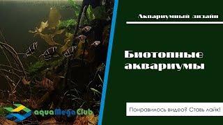 Какие аквариумы можно считать биотопными? Биотоп Амазонки - миф или реальность?