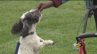 2 On Your Side: Mobile Pet Grooming