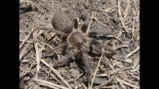 undescribed Harpactira sp. from Knysna / South Africa