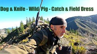 Harvesting Wild Pork in Beautiful New Zealand Wilderness with 2 Dogs & Knife