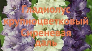 Гладиолус крупноцветковый Сиреневая даль  обзор: как сажать, луковицы гладиолуса Сиреневая даль