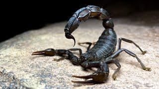 Fake Arabian Fat-Tailed Scorpions