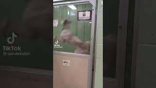 Pita The Dog Displaying Her Acrobatic Abilities