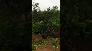 BÁN GIỐNG BƯỞI DIỄN CHUẨN, QUẢ SAI, NGỌT, CHUẨN TẠI PHÚ DIỄN. Vua Bưởi: 096.239.2038