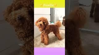 What your favourite dog breed says about you!#dog #pet#sweetdog#cutedogs #nicedog #cute #doglover