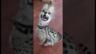 Laughs and Cuteness: Funny Cute Animals Compilation | Cute Critter Chronicles #Shorts