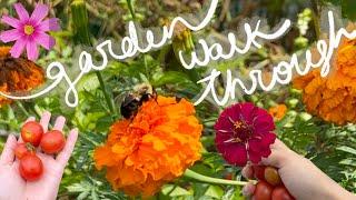 END OF SUMMER GARDEN WALK THROUGH NO MUSIC JUST NATURE ZONE 6B ‍🫛🫑️