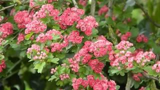 Crataegus leavigata Paul's Scarlet