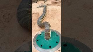 DIY Snake Trap make From Metal cutting motor #snake #snakeinhole #snaketrap #creativesnaketrap