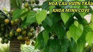 CA KHÚC HOA CAU VƯỜN TRẦU