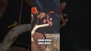 bahan bonsai waru merah merona