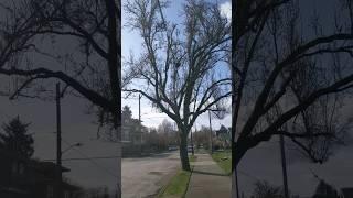 Tom's Tree Reviews - 1