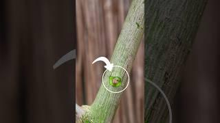 Mango grafting techniques, Gardening tips #grafting #satisfying #shortsfeed #shorts