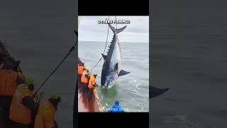 This Fishing is Crazy️