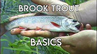 Brook Trout Basics