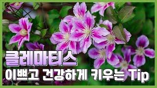 클레마티스 이쁘고 건강하게 키우는 팁, 번식방법까지 #으아리 #넝쿨식물