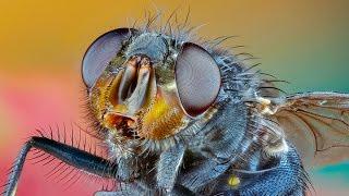 Parasites of insects - pasożyty owadów