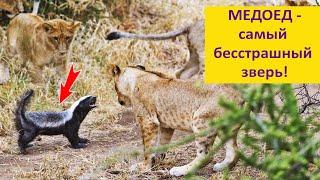 Медоед - бесстрашие и изобретательность. Наталья Носова