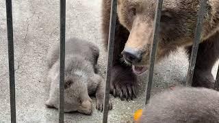 Медведица ВЫВЕЛА медвежат из берлоги!