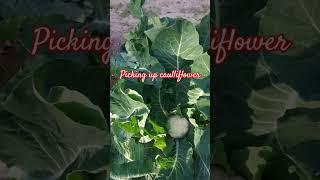 I love it #shortvideo #vegetable#yummy #moreviewers #share ,like and subscribe