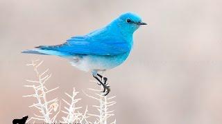 Bluebird Moment