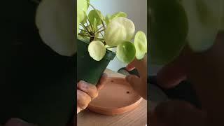 Your Plants Aren’t Looking Healthy? WATCH THIS!