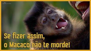 Como Evitar Mordidas Durante o Manejo! #macaco