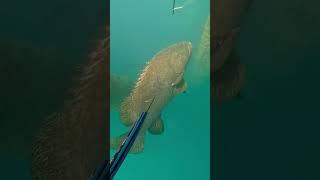 Monster 300kg grouper  #fishing #spearfishing #adventure #crocodile