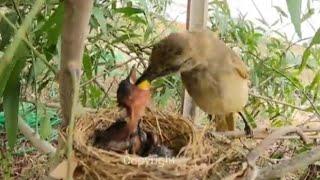 This video shows the bird feeding its young at the nest