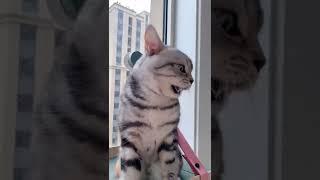 Super Cat 37 #shorts #cat #funny #vlog #feeding #Amazing #Trending