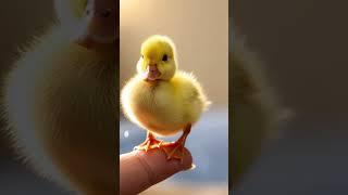 Waddling into Hearts: 🪿Baby Duckling’s Adorable Journey 