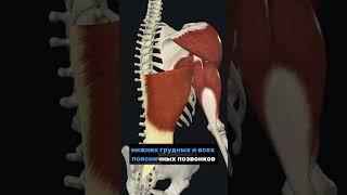 Широчайшие мышцы / muscles latissimus dorsi