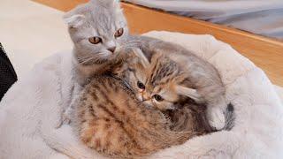 The kitten that won't leave its mother when it's time to go out is so cute