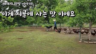 [미국테네시]  비가 내린후의 친환경 텃밭 먹을것도 할일도 참 많네요  #테네시 #시골풍경 #유기농 #고삼