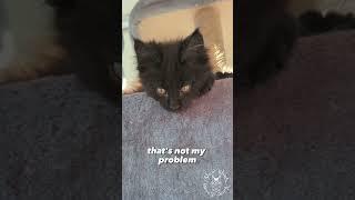 Sassy kitty | Cute Maine Coon Cat