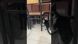 Tình đầu ai cũng có lỗi lầm mà# Lyrics# Vietnam  #saigon # cat# kitten # shorts# funny videos