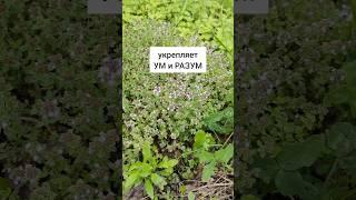 Чабрец - укрепляет ум и разум #травы #травыдляздоровья #здоровье #здоровьебезлекарств