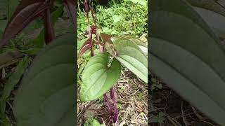 UBE PLANT