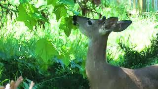 deer me