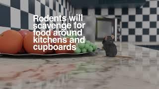 Rodent control and proofing by JG Pest control, mice and rat extermination
