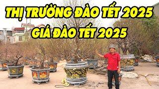 Thị trường đào tết 2025, giá đào tết, báo giá đào tết, đào tết 2025 có rẻ không