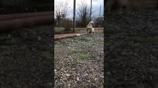 +995 555 73 40 73 კავკასიური ნაგაზი, Caucasian (GEORGIAN) Shepherd - kavkasiuri nagazi