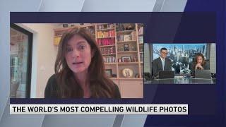 Author, photographer Ami Vitale on world's most compelling wildlife photos